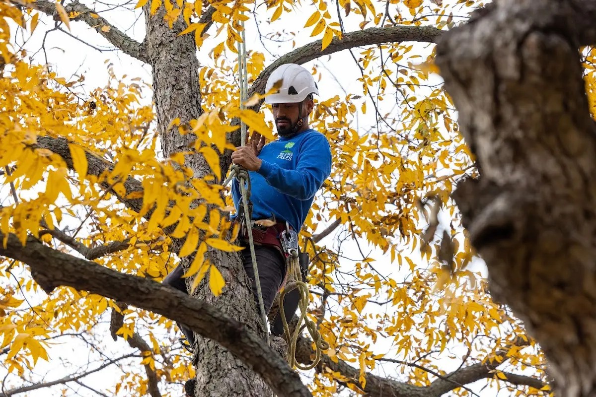 Skilled Storm Damage Cleanup crew working in Kennard