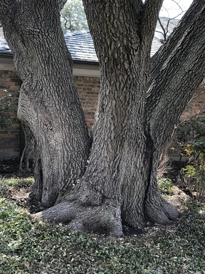 Mature heritage tree close to a Kennard property cared for by certified arborists