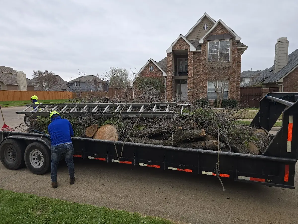 Expert Tree Removal with proper safety equipment in Kennard